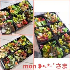 lemon ❥•˖*·˚さま❀✿ 20種類以上 カット苗 寄せ植えに 詰め合わせ