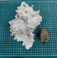テングガイ　天狗貝　蓋付き　標本