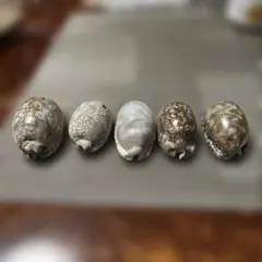 2026年最新】タカラガイの貝殻の人気アイテム - メルカリ