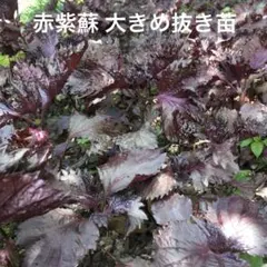 不起耕自然栽培、色の組合わせ可能、計30本、赤紫蘇、or青紫蘇抜き苗