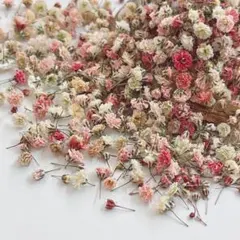 かすみ草ドライフラワー　蕾開きかけ　セピアmix