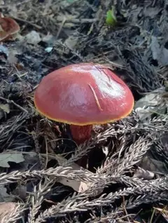 2025年最新】ハナイグチの人気アイテム - メルカリ