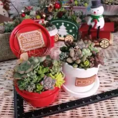 フォロワー様700人突破記念*そのまま飾れる多肉植物の寄せ植え２つセット②