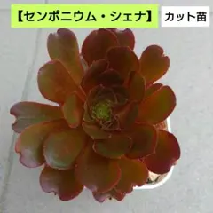 みこみこ様 リクエスト 2点 まとめ商品