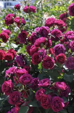 2025年最新】バラ挿し木苗の人気アイテム - メルカリ