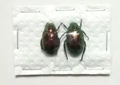 2025年最新】コガネムシ 標本の人気アイテム - メルカリ