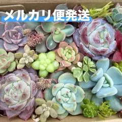 多肉植物　カット苗セット　寄せ植え　ももりん