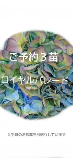 2025年最新】ピンパーネル 苗の人気アイテム - メルカリ