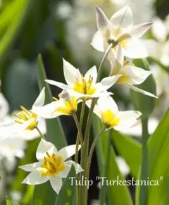 りー様 リクエスト 4点 まとめ商品