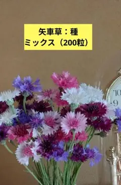 矢車草の種ミックス（200粒以上）のサムネイル