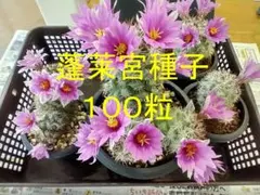 蓬莱宮 種子★100粒+α ②★マミラリア属★2025年3月 採取のサムネイル