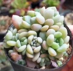 多肉植物♡メイプルハニー♡ぼのぼのさん〜苗〜ポットごと発送のお値段