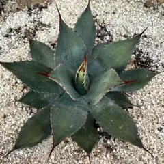 アガベ　パリー　フワチューケンシス　カキコ　子株　ホーチエンシス　耐寒性あり