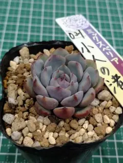コーンストーン 多肉植物 センペルビウム 根付き苗 - メルカリ