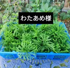 わたあめ様専用