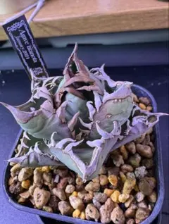 2026年最新】皇冠 子株の人気アイテム - メルカリ