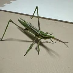 生き物大図鑑アドバンスショウリョウバッタ