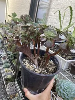 【専用】アエオニウム　綴化18点セット 現品お届け】アエオニウム ピンクウィッチ錦綴化 5号（2）｜観葉