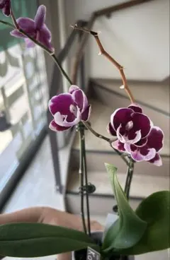 ミディ胡蝶蘭　花終わりかけのサムネイル