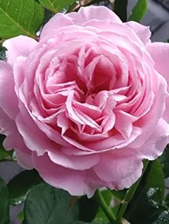 つるバラマリーヘンリエッテ強香　ロゼット咲き房咲き四季咲き　ポットのまま発送