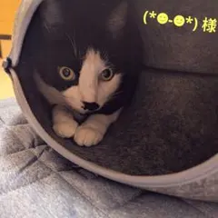 2025年最新】アルビオン エクシアの人気アイテム - メルカリ