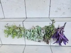 観葉植物セット売り