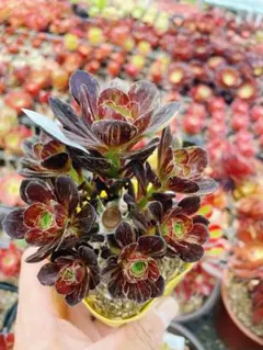 多肉植物。アエオニウムビッグバン抜き苗 - メルカリ