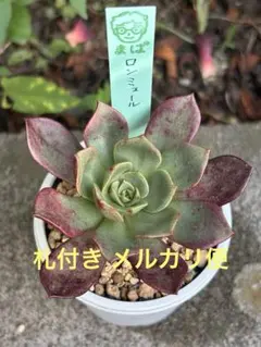 希少 O's PLANTSさん苗 La Paz 札付き 多肉植物 希少 O's PLANTSさん苗 La Paz 札付き 多肉植物 - メルカリ