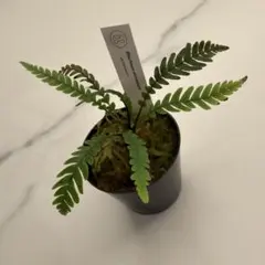 2026年最新】Blechnum obtusatumの人気アイテム - メルカリ