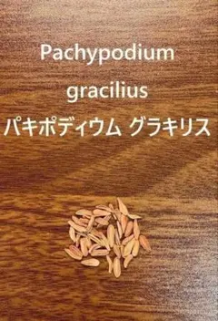 新鮮】パキポディウム グラキリス 種子 20粒＋α（おまけ付） 象牙宮