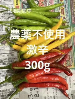赤唐辛子 訳あり品400g生 - メルカリ