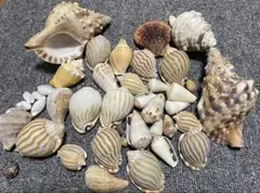 貝殻 大量セット コレクション ハンドメイド 工作素材