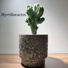 ミルチロカクタス 竜神木 ゲオメトリザン - メルカリ