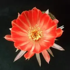 mo-ko様 リクエスト 3点 まとめ商品