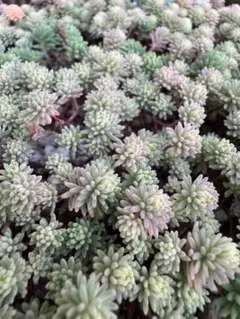 多肉植物セダム斑入りパリダム５０本プラスαカット他計4種