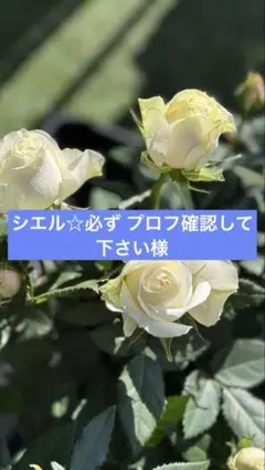 シエル☆必ず プロフ確認して下さい様 リクエスト 2点 まとめ商品