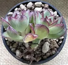 流*️様 No.d41新品種　紅玉縁　エケベリア　多肉植物　撮影10月26日