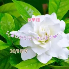 M♥様 おまとめパーツ(˘͈ᵕ ˘͈ *)♡