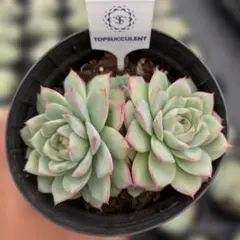 Top【選抜株】多肉植物　265324アメトルム　24個　鉢無し/脱土 Top【選抜株】多肉植物 112365アメトルム 24個 鉢無し/脱土 - メルカリ