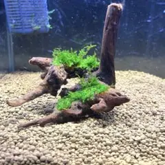 のんこ様 リクエスト 2点 まとめ商品