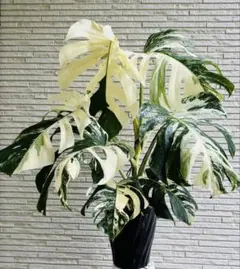 超絶希少❗️美株❗️モンステラ グリーンスノー 'Green Snow