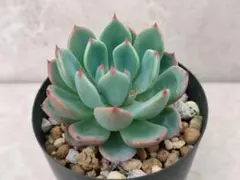 エケベリア　七福美尼のサムネイル