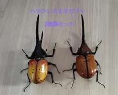 ヘラクレスオオカブト