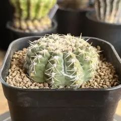 2026年最新】王冠竜の人気アイテム - メルカリ