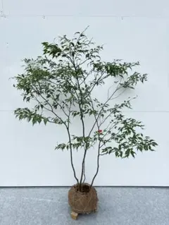 2025年最新】ハイノキの人気アイテム - メルカリ