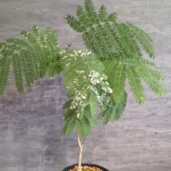 y*y様 極上斑入 エバーフレッシュ 斑入り 観葉植物 ネムの木 ネムノキ