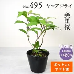 ポットごとヤマト便493】ヤマアジサイ 1年生苗 伊予の十字星 - メルカリ