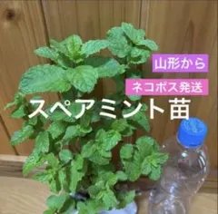 スペアミント 根付き苗 ハーブ苗 ミント苗山形からネコポス発送　ガーデニングのサムネイル