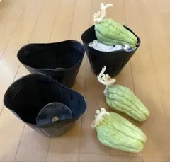 2026年最新】ハヤトウリの人気アイテム - メルカリ