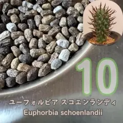 2025年最新】闘牛角の人気アイテム - メルカリ